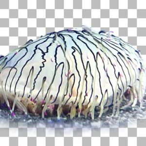 ハナガサクラゲ Flower Hat Jelly