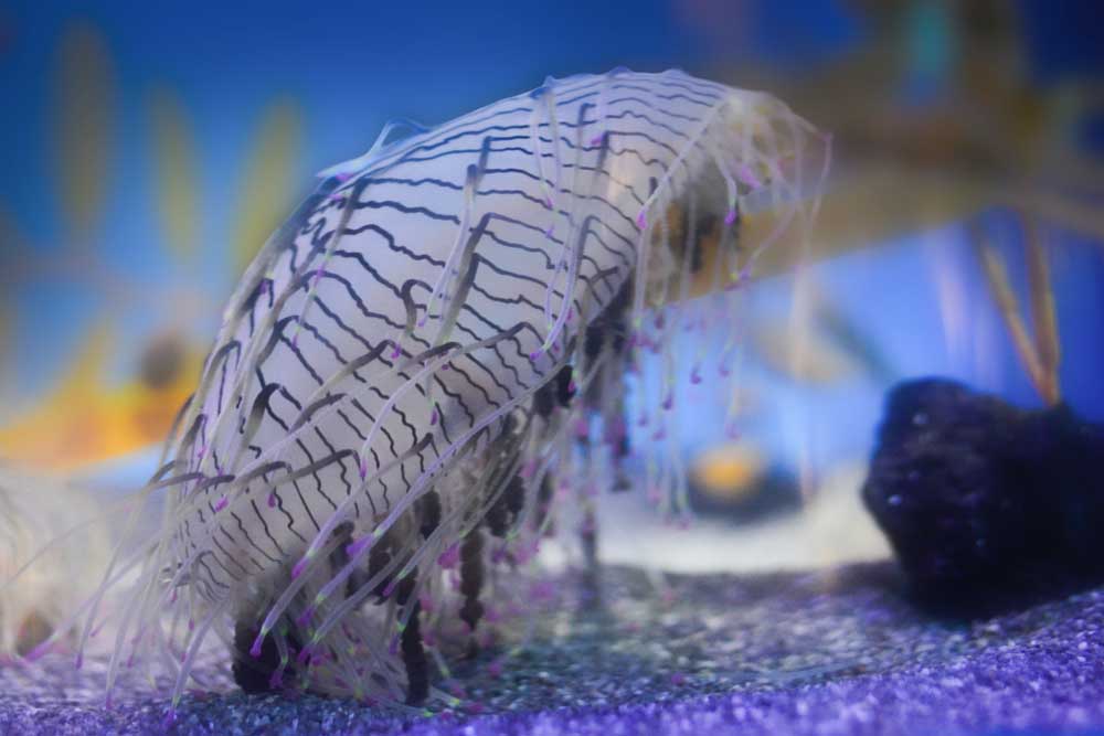 ハナガサクラゲ Flower Hat Jelly