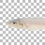 シロギス Japanese Whiting