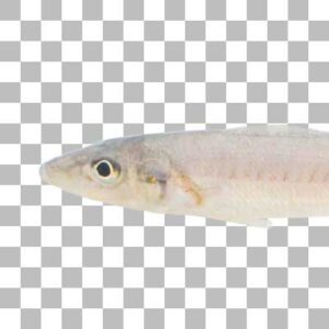 シロギス Japanese Whiting