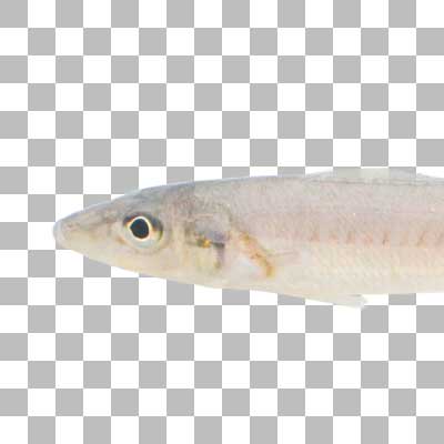 シロギス Japanese Whiting
