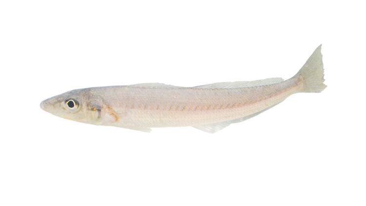シロギス Japanese Whiting