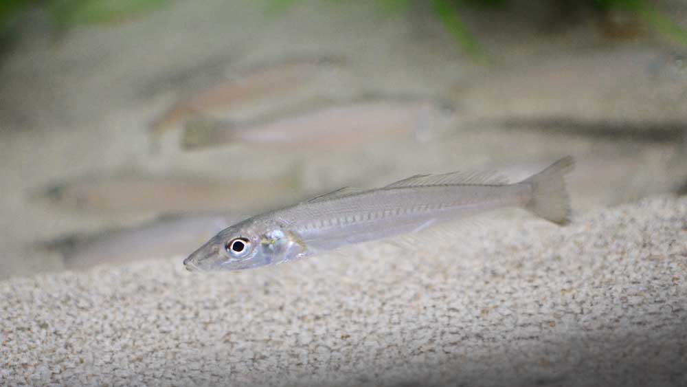 シロギス Japanese Whiting