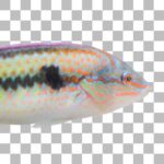 キュウセン Multicolorfin Rainbowfish