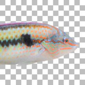 キュウセン Multicolorfin Rainbowfish