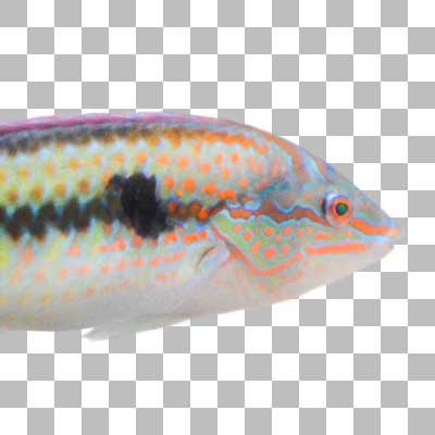 キュウセン Multicolorfin Rainbowfish