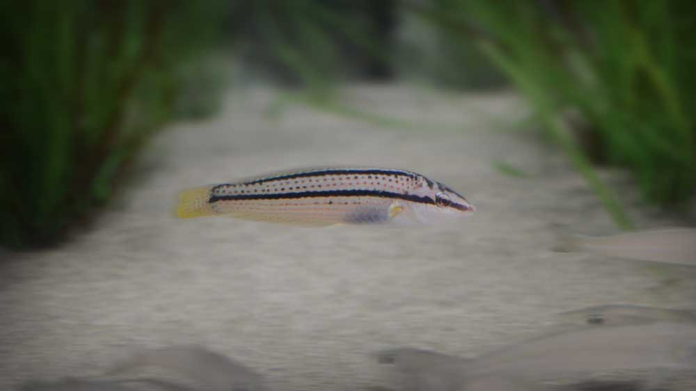 キュウセン Multicolorfin Rainbowfish