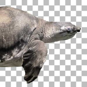 スッポンモドキ Pig-nosed Turtle