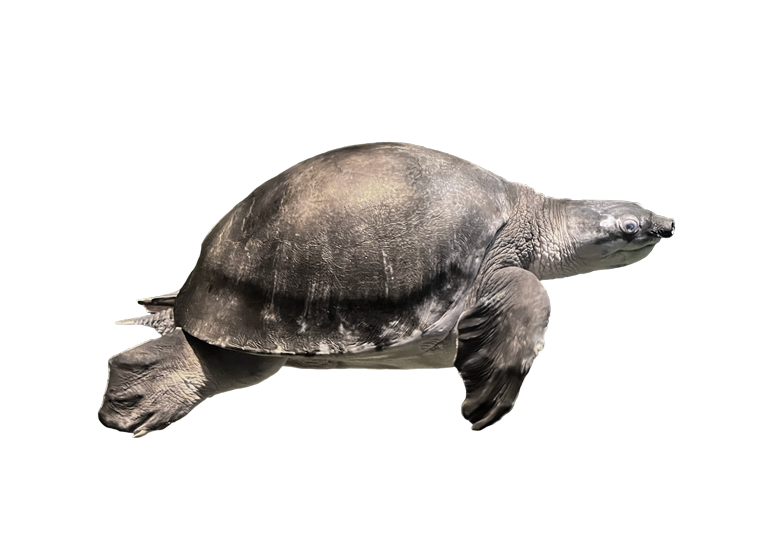 スッポンモドキ Pig-nosed Turtle