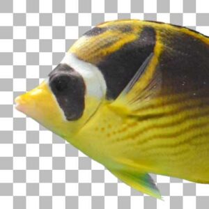 チョウハン Raccoon Butterflyfish
