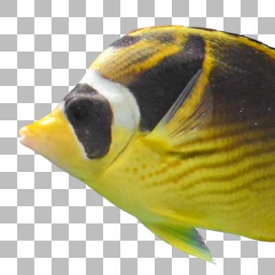 チョウハン Raccoon Butterflyfish