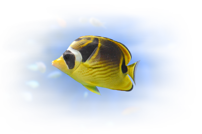 チョウハン Raccoon Butterflyfish