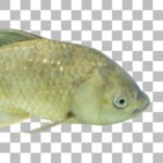 ナガブナ Slender Crucian Carp