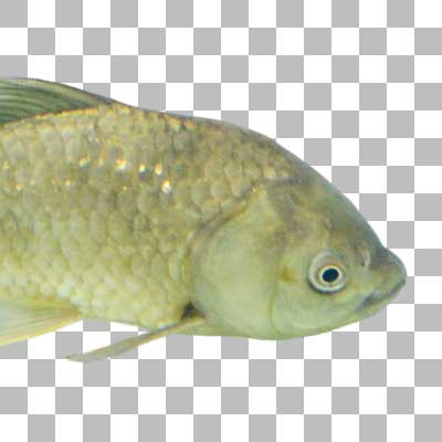ナガブナ Slender Crucian Carp