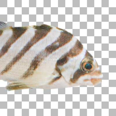 タカノハダイ Spottedtail Morwong