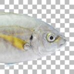 シマアジ White Trevally