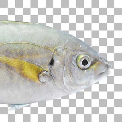シマアジ White Trevally