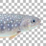 ニッコウイワナ Whitespotted Char
