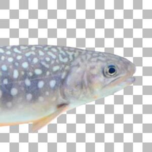 ニッコウイワナ Whitespotted Char