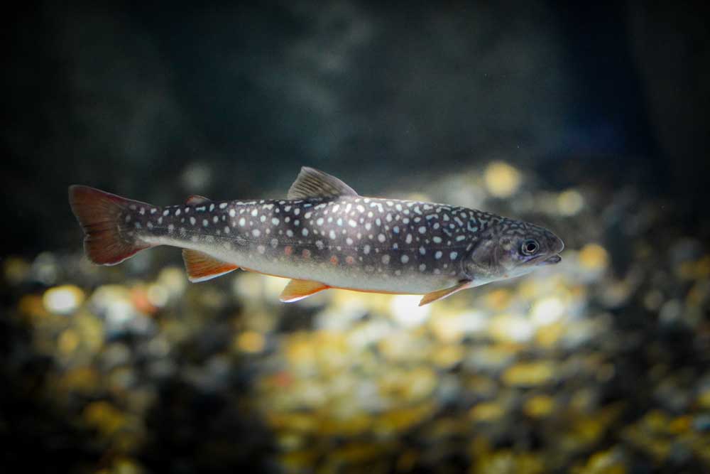 ニッコウイワナ Whitespotted Char