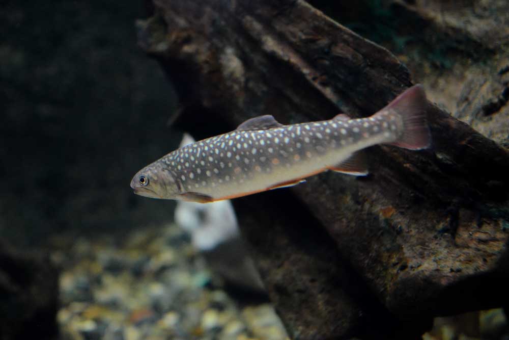 ニッコウイワナ Whitespotted Char