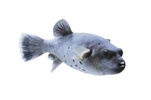 コクテンフグ Blackspotted puffer
