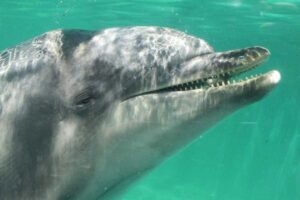 ハンドウイルカ Bottlenose Dolphin