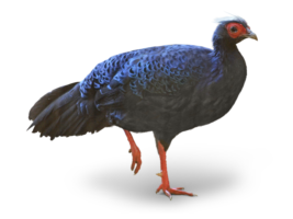 コサンケイはベトナムの絶滅危惧種