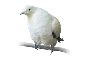 ソデグロバト Pied Imperial Pigeon