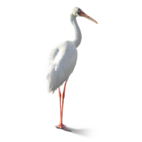 ソデグロヅル Siberian Crane