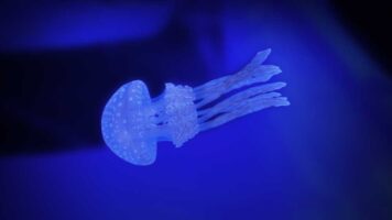 タコクラゲ Spotted Jelly