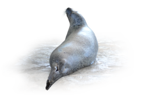 ゴマフアザラシ Spotted Seal