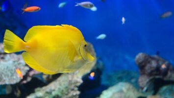 キイロハギ Yellow Tang