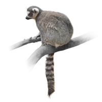 ワオキツネザル Ring-tailed Lemur