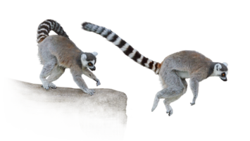 ワオキツネザル Ring-tailed Lemur