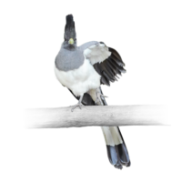 シロハラハイイロエボシドリ White-bellied Go-away-bird