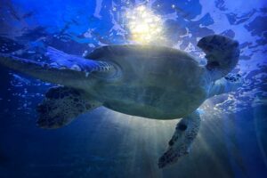 アオウミガメ Green Sea Turtle