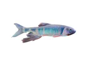 オイカワ Pale Chub