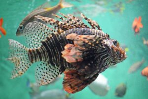 ハナミノカサゴ Red Lionfish
