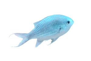 デバスズメダイ Blue-green Chromis