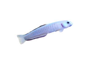 ゼブラハゼ Zebra Barred Dartfish