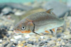 ウグイ Japanese Dace