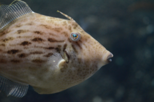 カワハギ Thread-sail Filefish