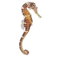 タイガーテールシーホース Tiger Tail Seahorse