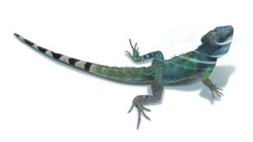 水の中のインドシナウォータードラゴン