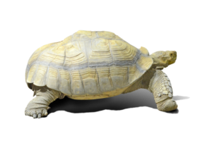 歩くケヅメリクガメ