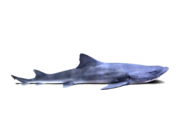ドチザメ Banded Houndshark