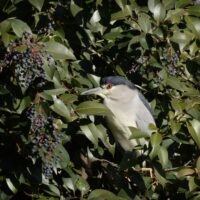 ゴイサギ Black-Crowned Night Heron