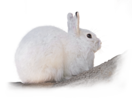 トウホクノウサギ Japanese Hare