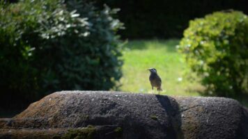 稲毛海浜公園のムクドリ